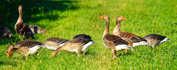 Bird animal plumage