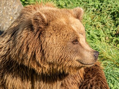 Fur nature park animal