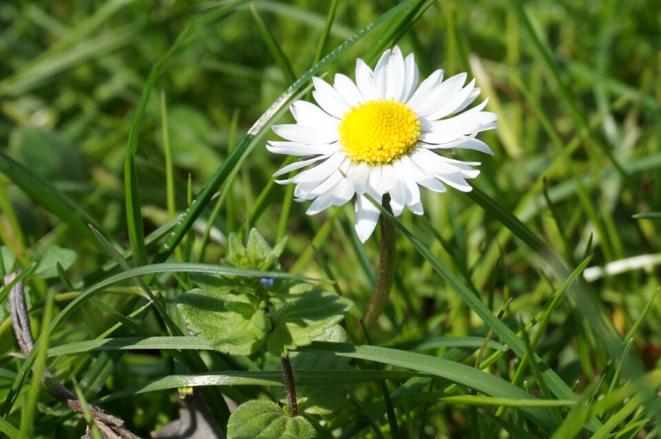 Bloom floral spring