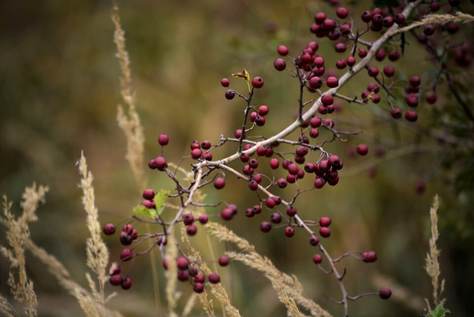 Plant close up fruits