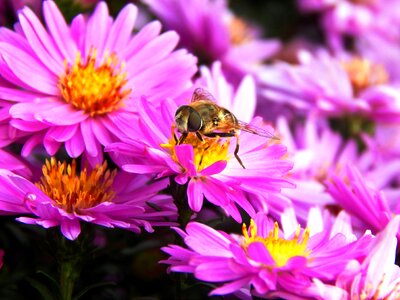 Honey bee nature the bees photo