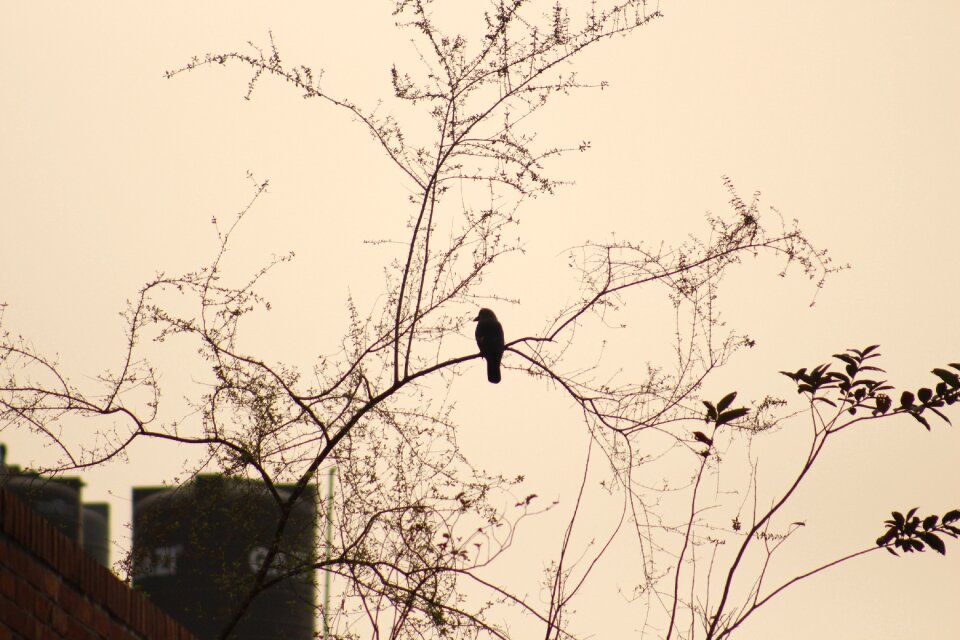 Season beautiful bird