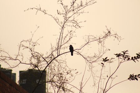 Season beautiful bird