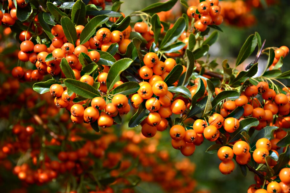 Bird bed berries fruits photo