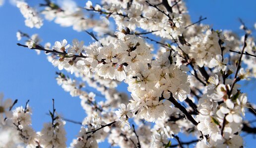 Nature plant flowering tree