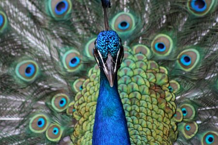 Animal green bird