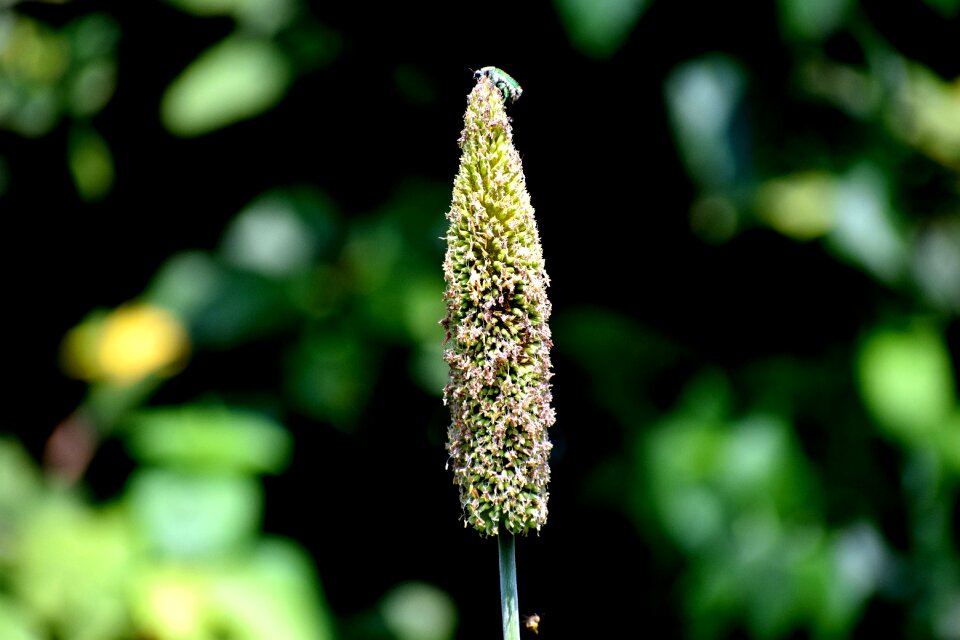 Butterfly meadow plant