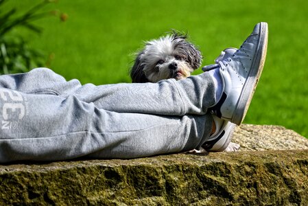 Canine person body part