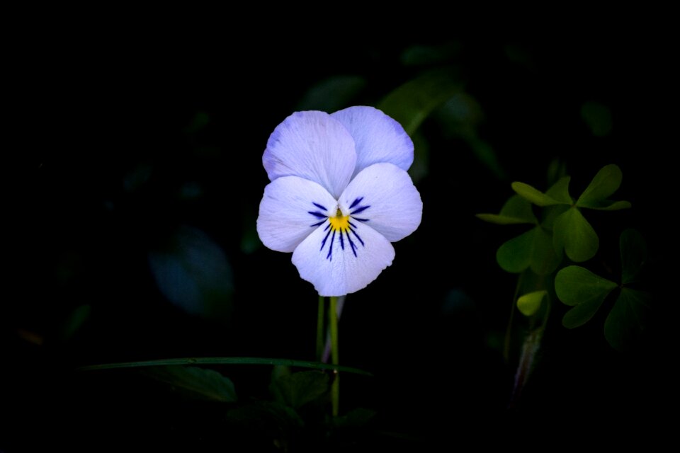 Nature floral spring
