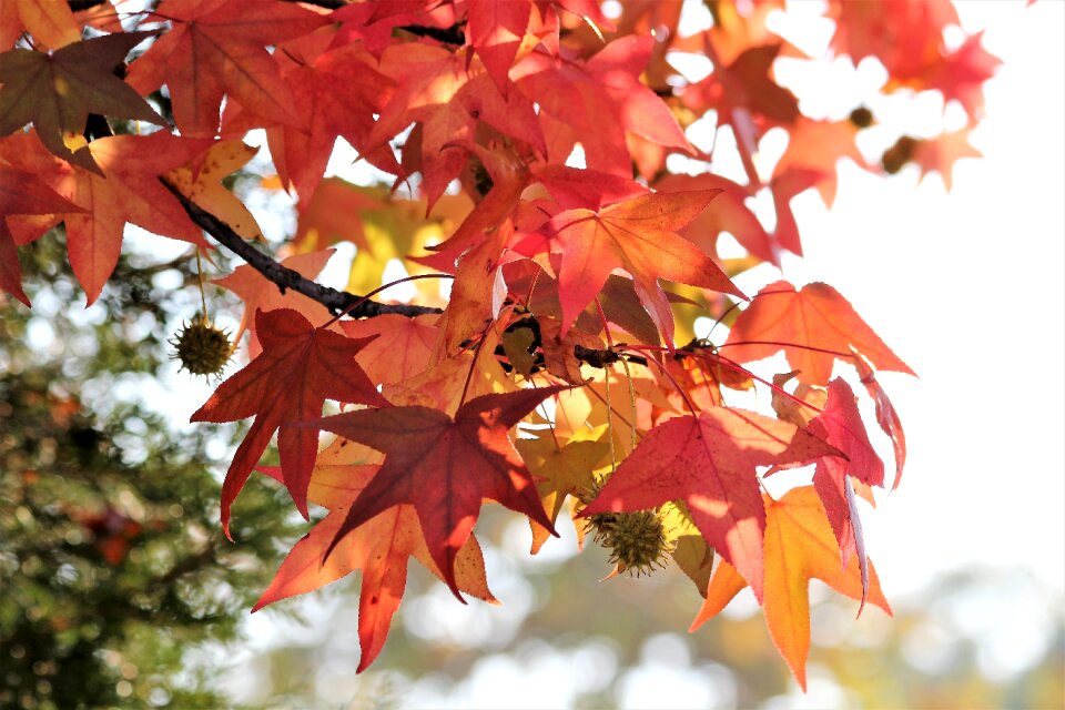 Branch tree autumn