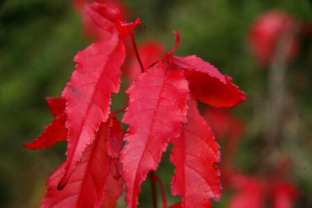 Autumn nova scotia fall color