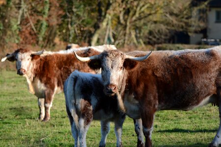 Bull horns cattle photo