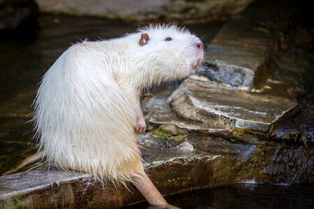 Animal coypu rodents