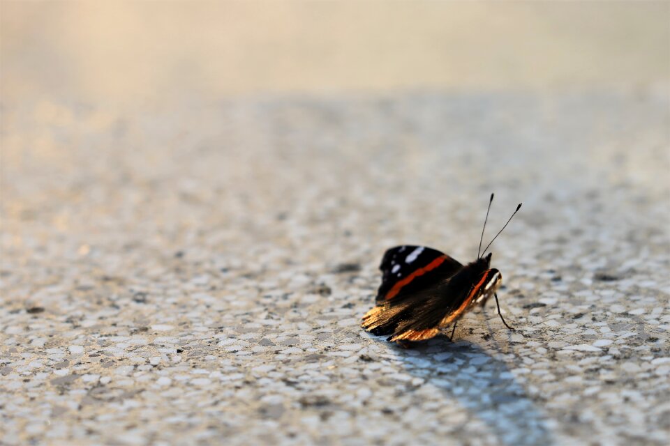Animal summer nature