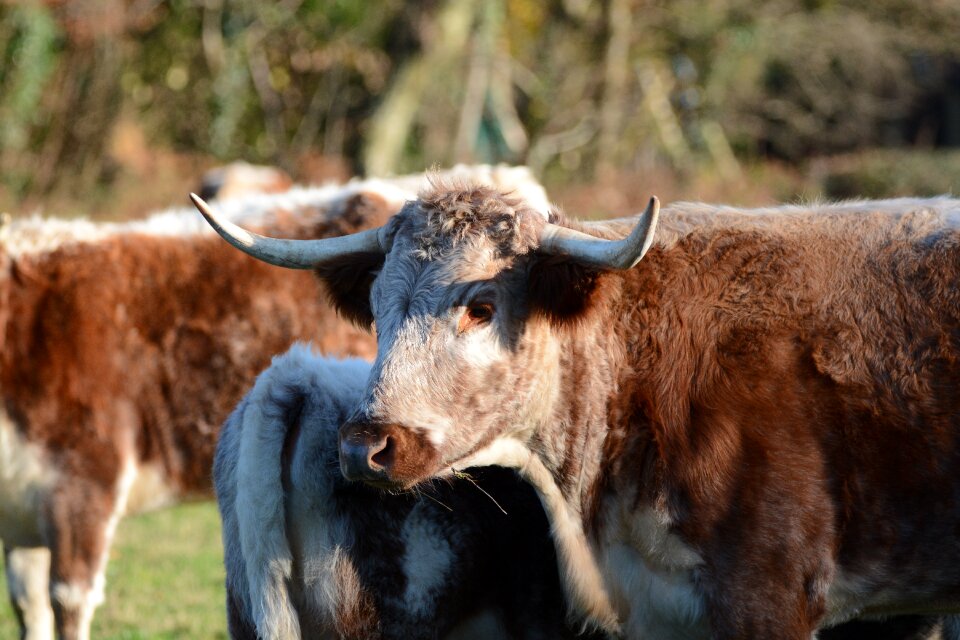 Cattle horns brown cow