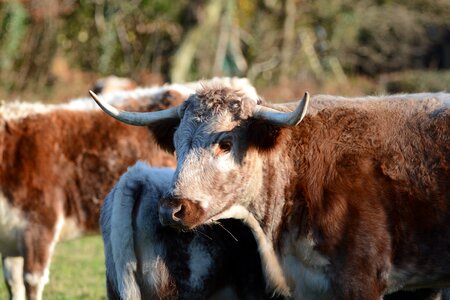 Cattle horns brown cow photo