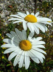 Petals blossom bloom