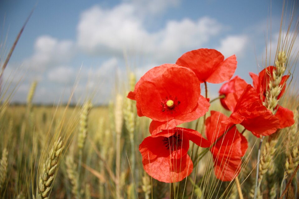 Summer red flowers wild flower