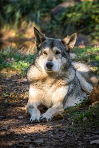 Predator nature dog photo