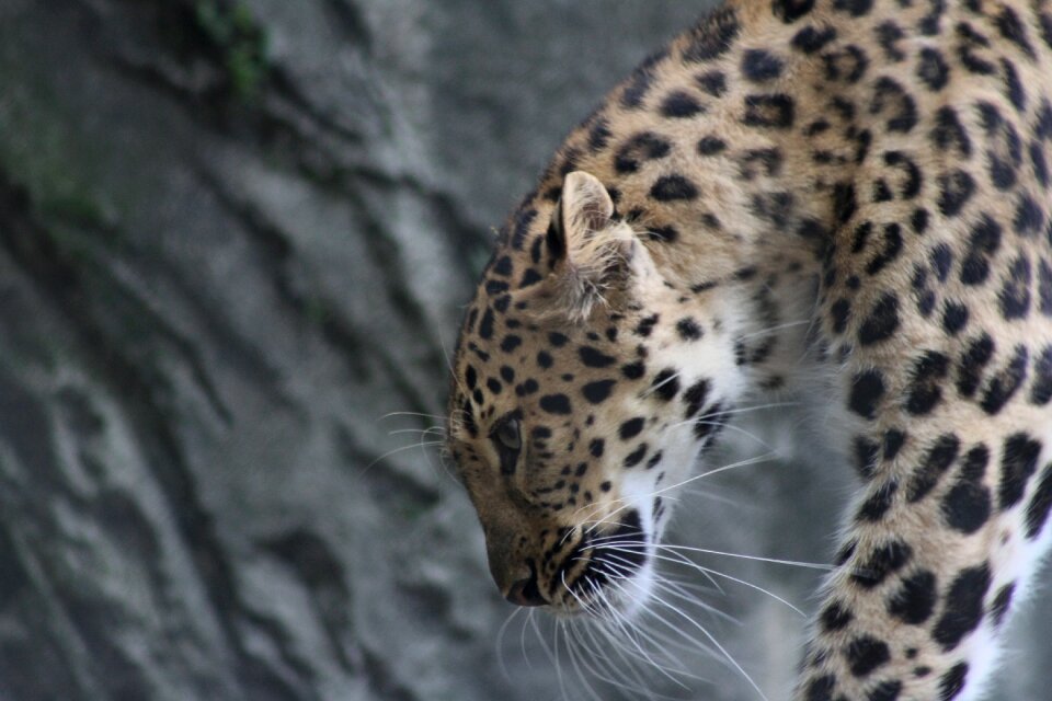 Predator wildcat gray cat