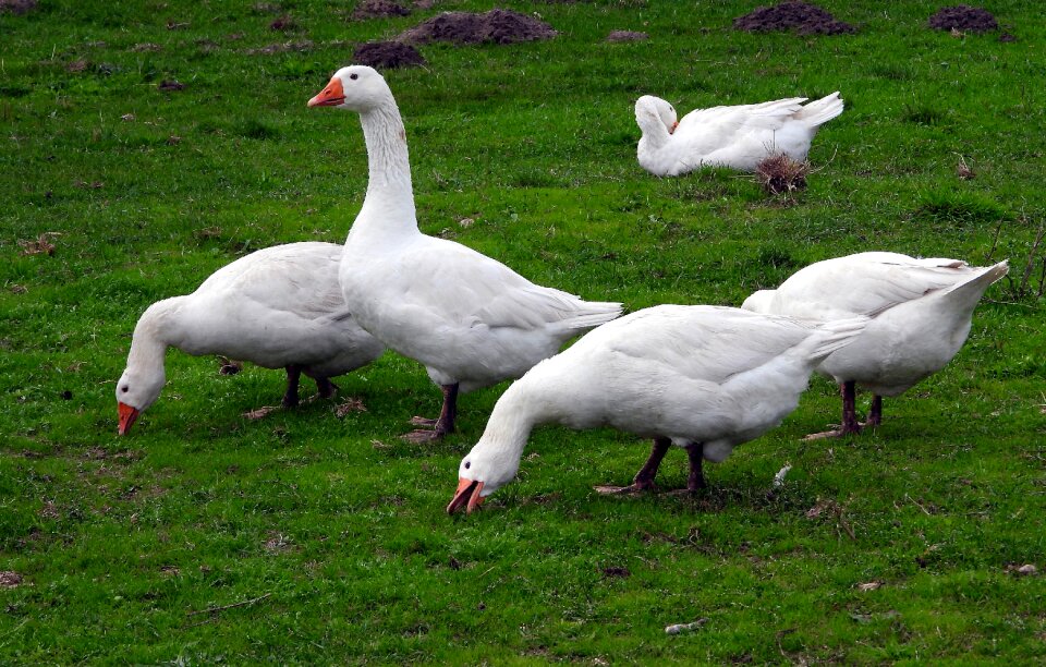 Birds agriculture beak