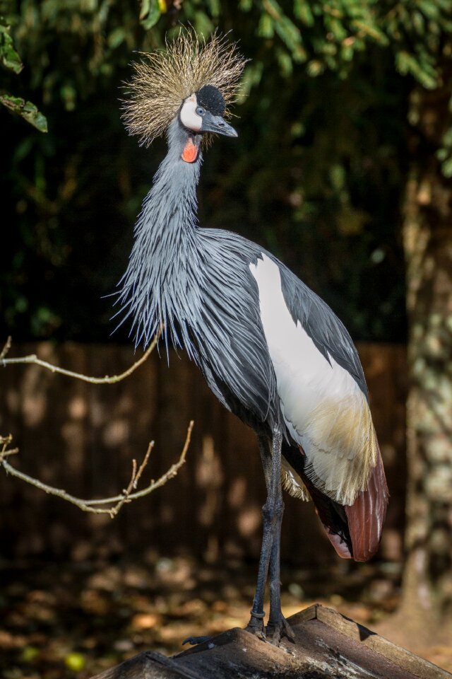 Bird head pen