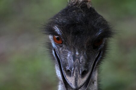Ostrich bird eyes