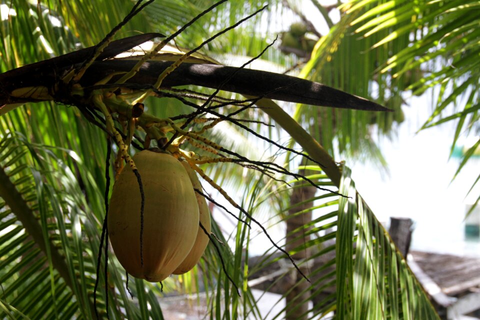 Healthy fruit natural