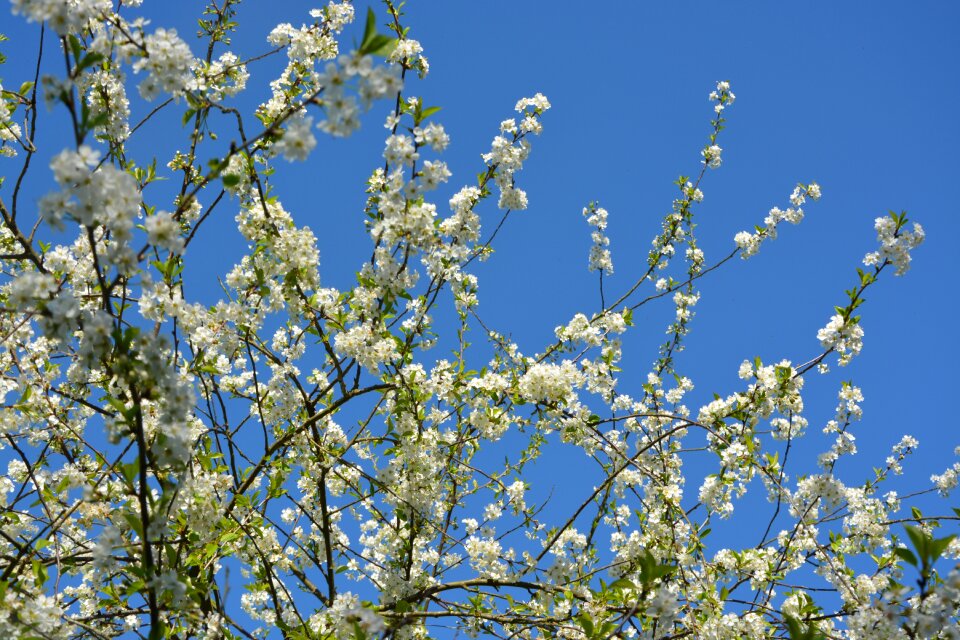 Flower branch plant