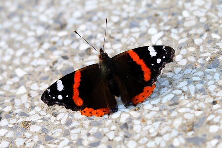 Animal summer nature