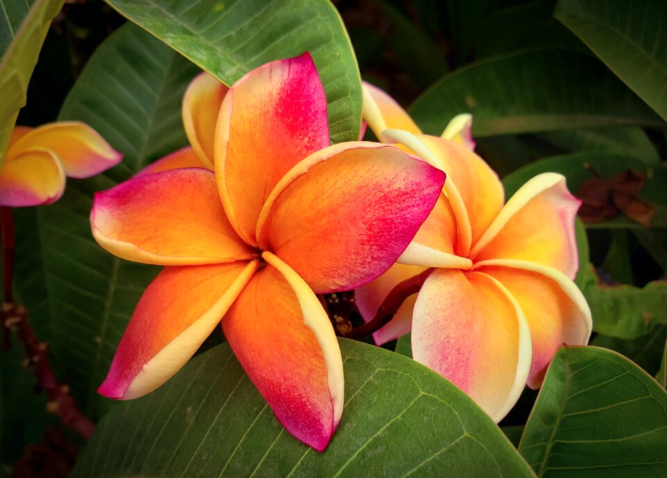 Hawaii nature colorful
