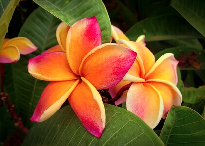 Hawaii nature colorful photo