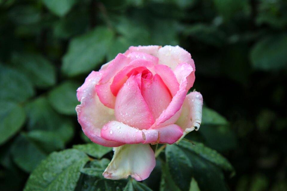 Pink flowers flowering rose petals photo