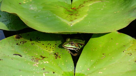 Peekaboo hide-and-seek green