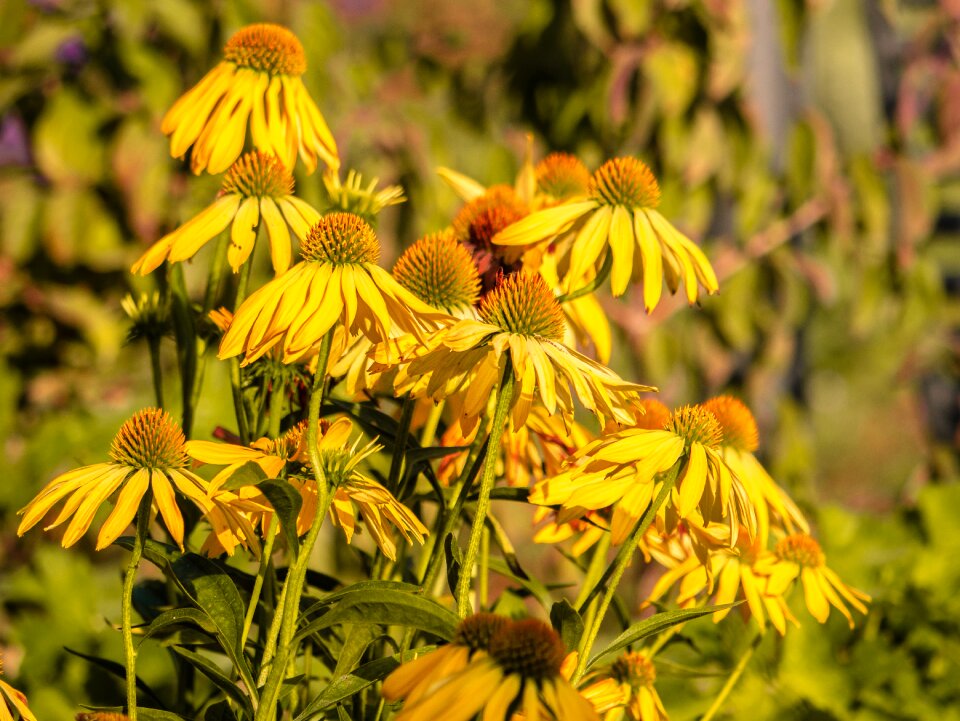 Coneflower garden plant bright