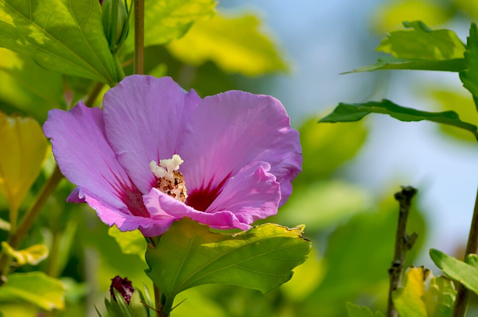 Close up pollen pistil
