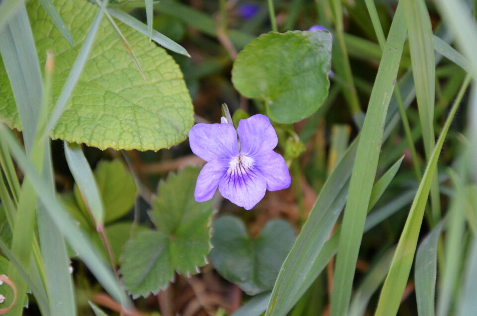 Plant leaf flower
