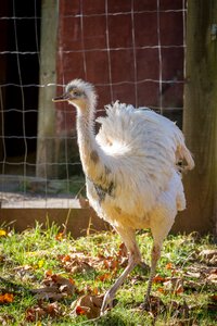 Zoo plumage feathers photo