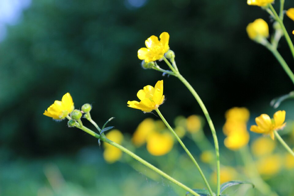 Color flower summer photo