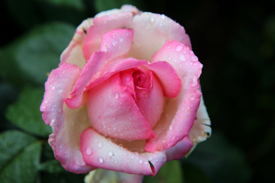 Pink flowers flowering rose petals