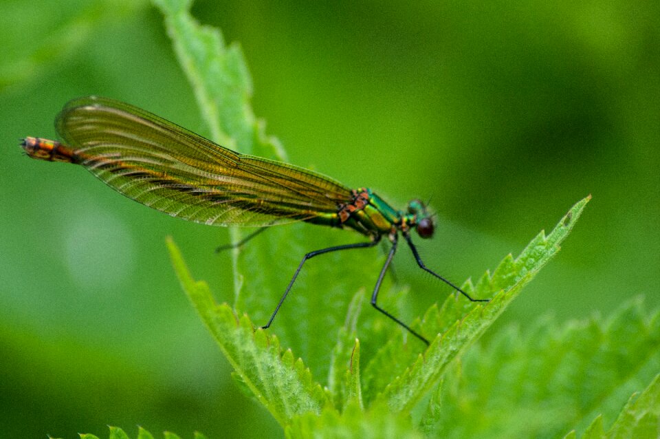 Insect nature macro