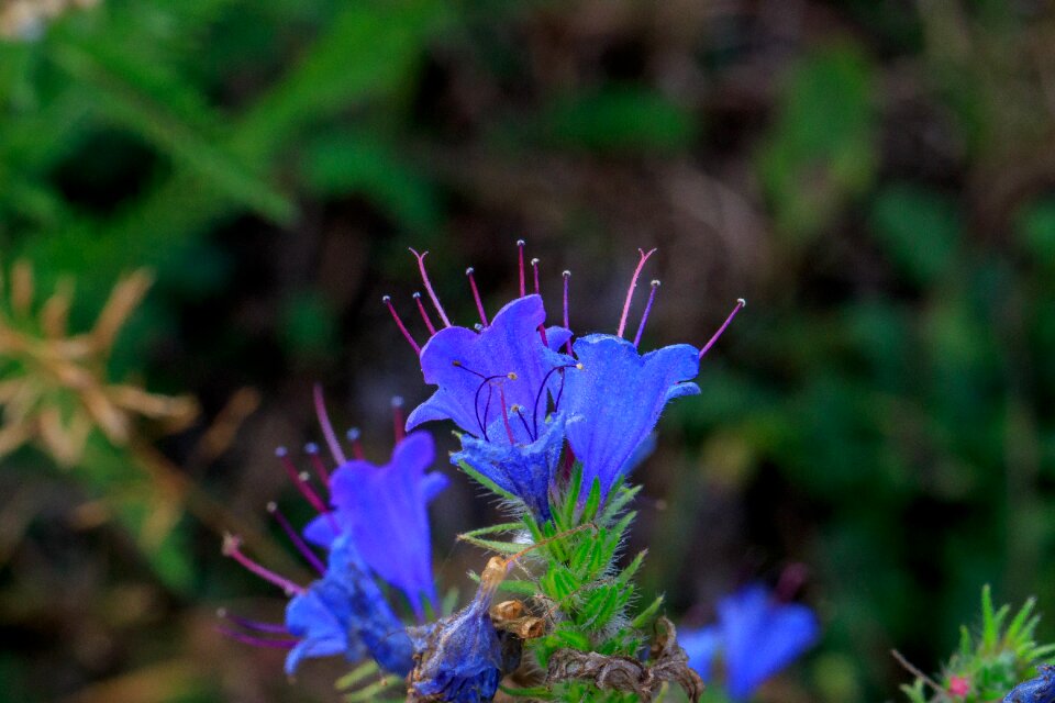 Stamen plant flower