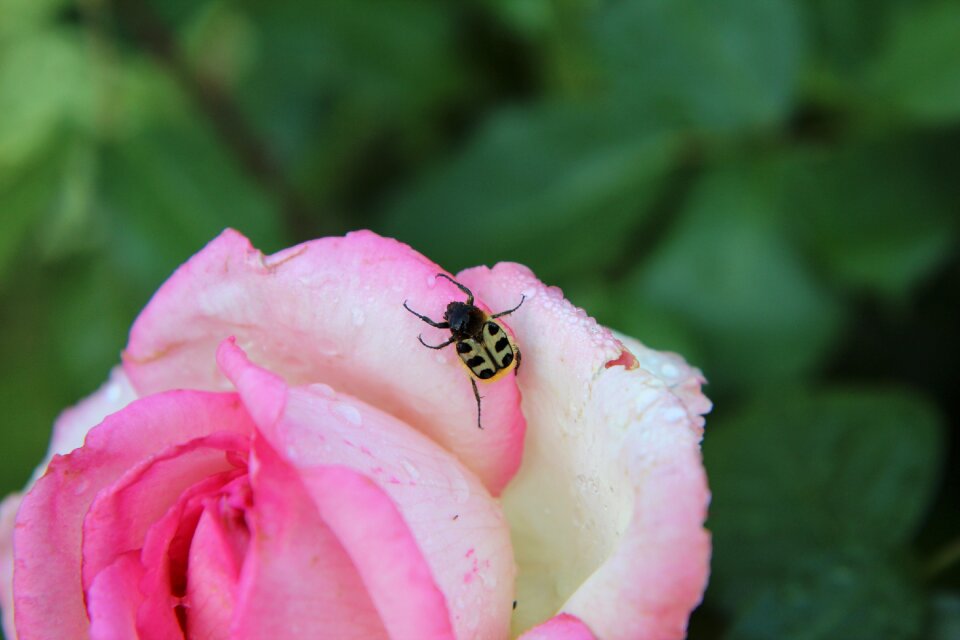 Cetonia insect beetle