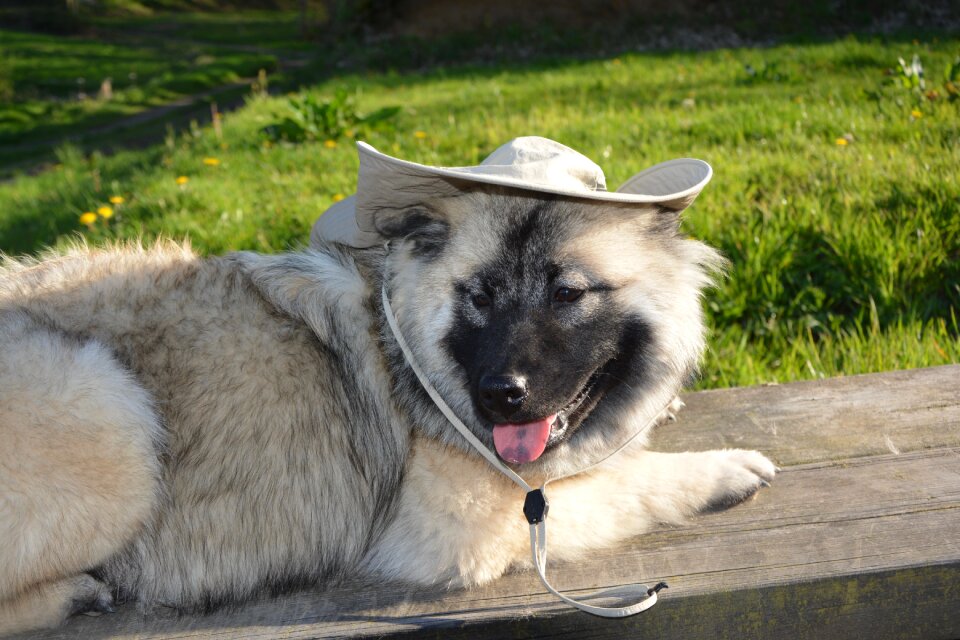 Dog in the hat domestic animal mammal