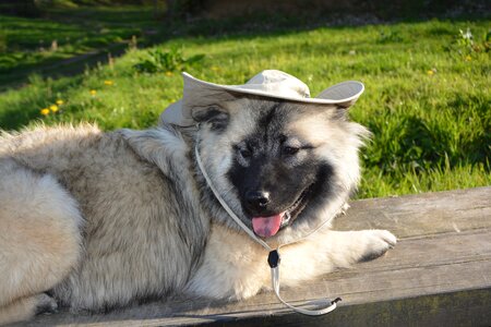 Dog in the hat domestic animal mammal
