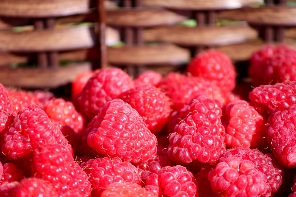Rubus idaeus summer fruit