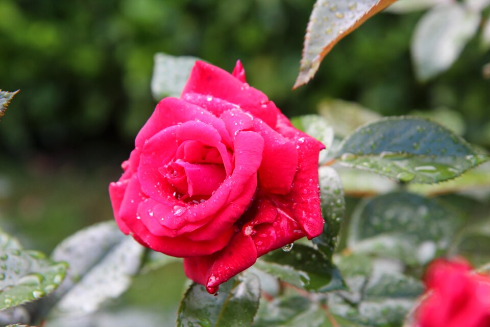 Red rose rosebush red flower
