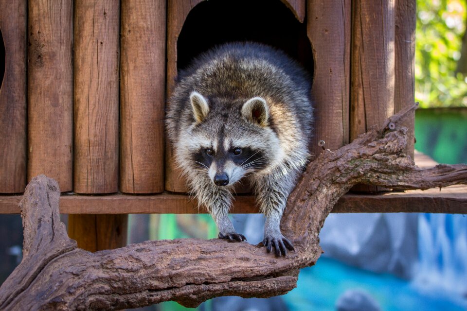 Nature animals cute