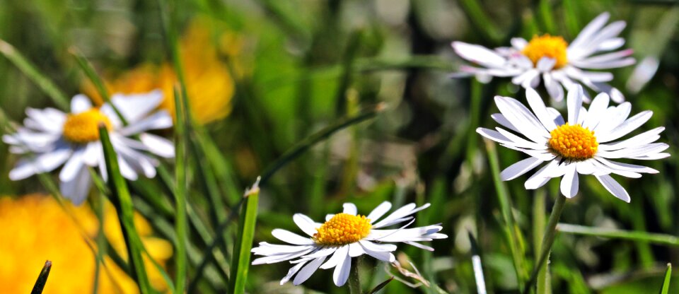 Grass nature wildflowers photo