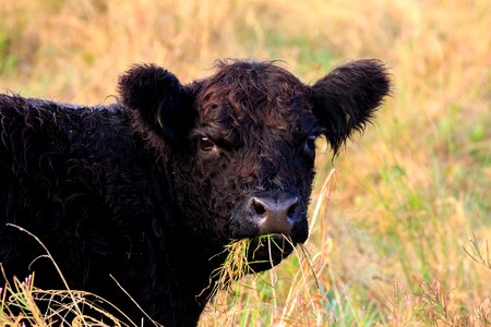 Chew the cud pasture head